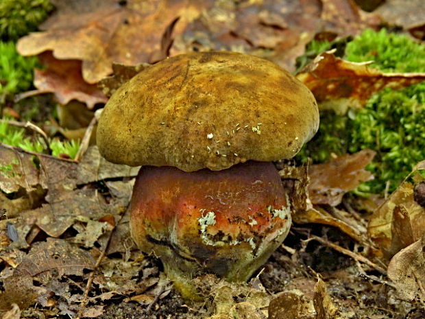 hríb zrnitohlúbikový Sutorius luridiformis (Rostk.) G. Wu & Zhu L. Yang