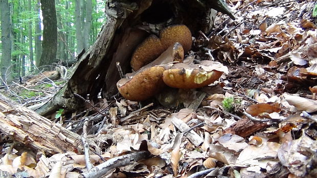 hríb zrnitohlúbikový Sutorius luridiformis (Rostk.) G. Wu & Zhu L. Yang