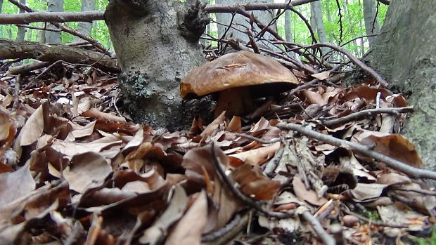 hríb zrnitohlúbikový Sutorius luridiformis (Rostk.) G. Wu & Zhu L. Yang