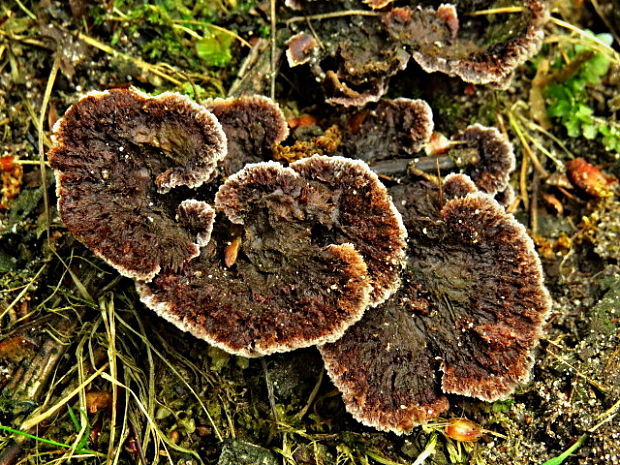 plesňovka zemná Thelephora terrestris Ehrh.