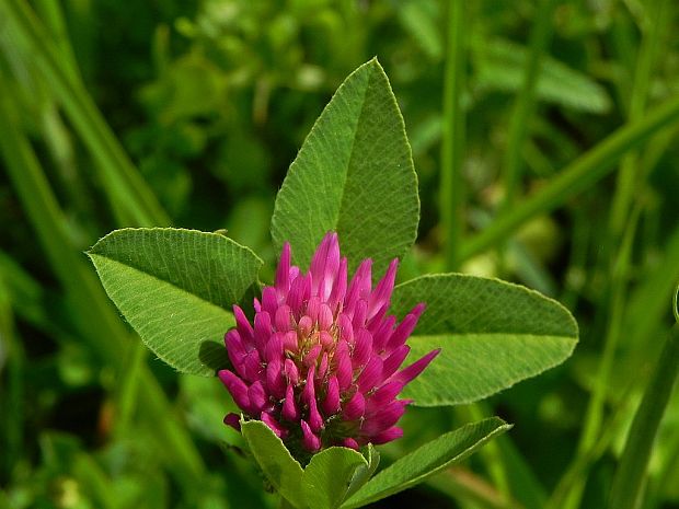 ďatelina lúčna Trifolium pratense L.