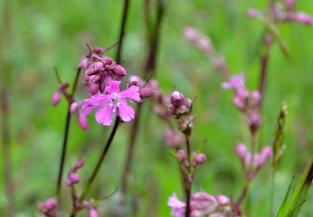 smolnička obyčajná Viscaria vulgaris