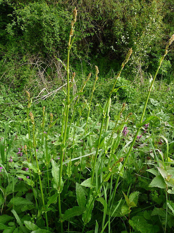 štiav lúčny Acetosa pratensis Mill.