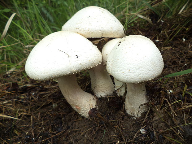 pečiarka poľná Agaricus campestris L.