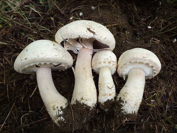 pečiarka poľná Agaricus campestris L.