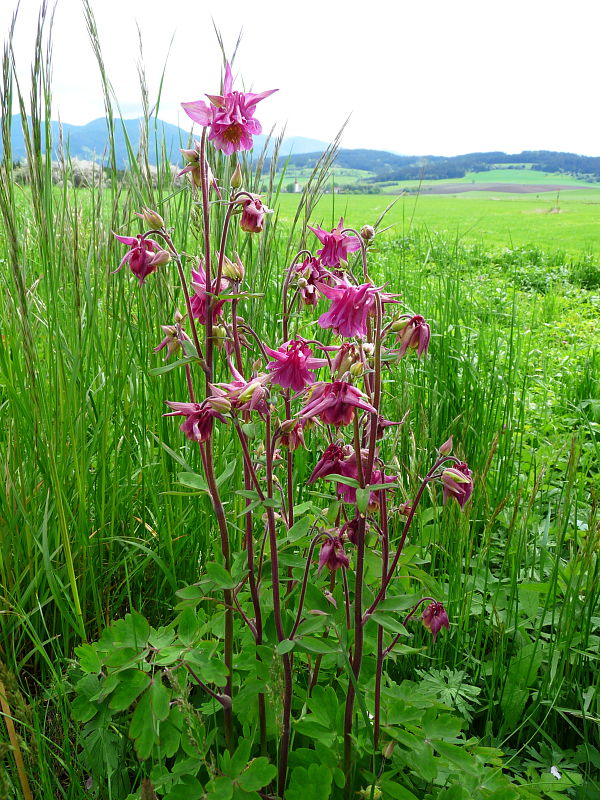 orlíček obyčajný Aquilegia vulgaris L.