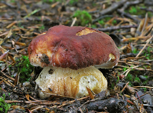 hríb sosnový Boletus pinophilus Pil. et Dermek in Pil.