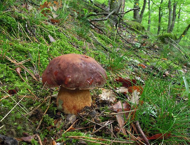 hríb sosnový Boletus pinophilus Pil. et Dermek in Pil.