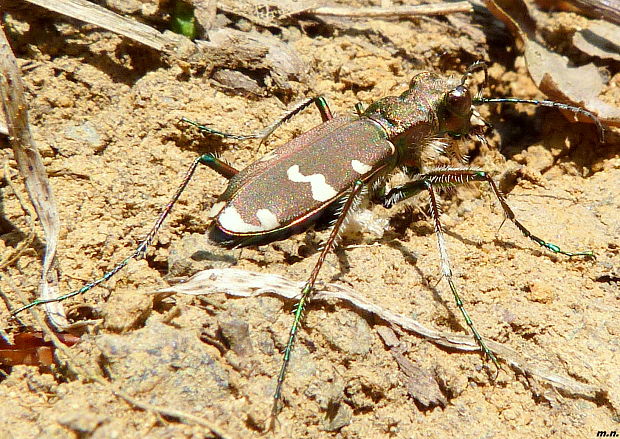 svižník lesný  Cicindela sylvicola