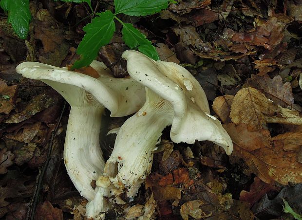 strmuľka inovaťová Clitocybe nebularis (Batsch) P. Kumm.