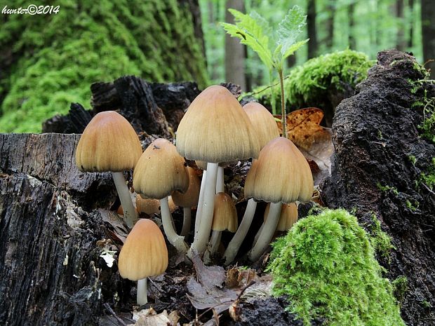 hnojník Coprinus sp.