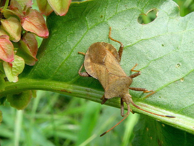 obrubnica štiavová Coreus marginatus  Linnaeus, 1758