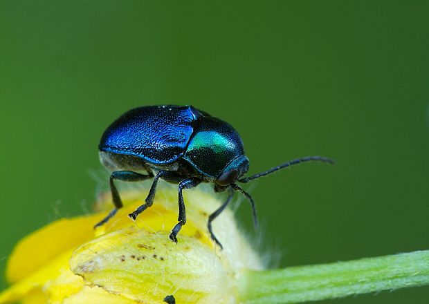 krytohlav Cryptocephalus sericeus