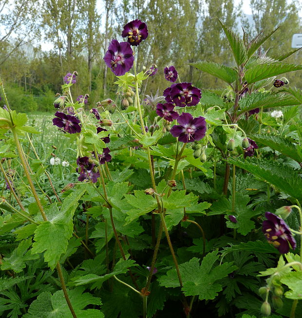 pakost hnedočervený Geranium phaeum L.