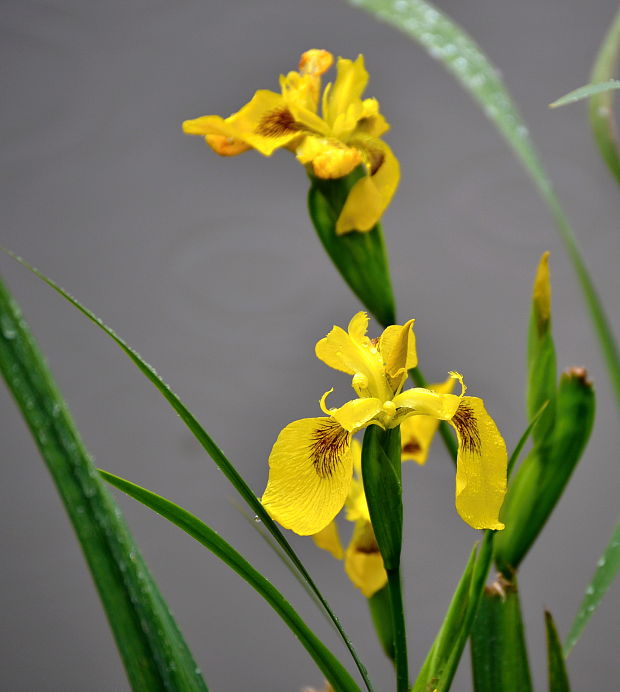 kosatec žltý Iris pseudacorus L.