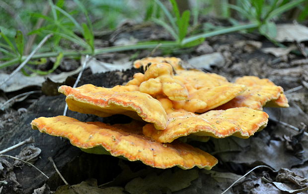 sírovec obyčajný Laetiporus sulphureus (Bull.) Murrill