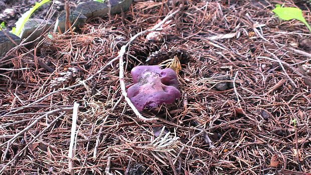 pôvabnica fialová Lepista nuda (Bull.) Cooke