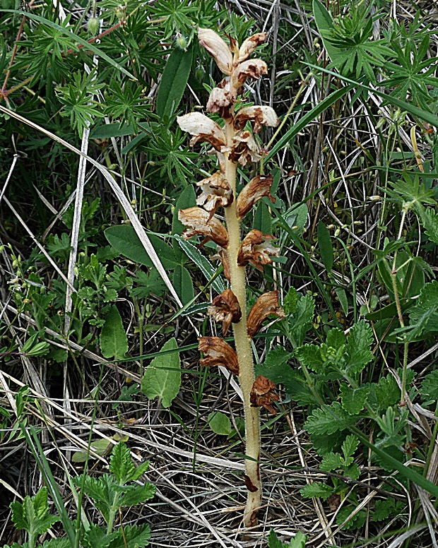 záraza obyčajná Orobanche caryophyllacea Sm.