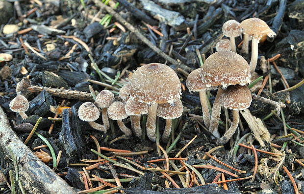 drobuľka páperistá Psathyrella pennata (Fr.) A. Pearson & Dennis