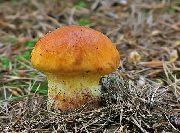 masliak smrekovcový Suillus grevillei (Klotzsch) Singer