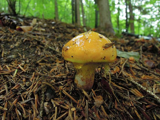 masliak smrekovcový Suillus grevillei (Klotzsch) Singer