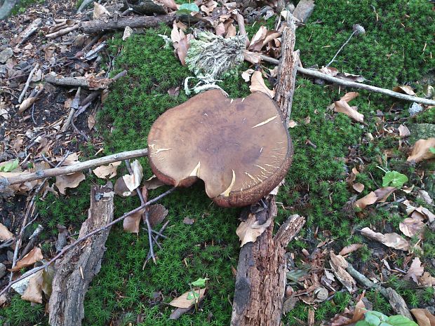 hríb zrnitohlúbikový Sutorius luridiformis (Rostk.) G. Wu & Zhu L. Yang