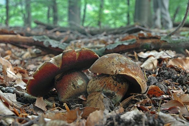 hríb zrnitohlúbikový Sutorius luridiformis (Rostk.) G. Wu & Zhu L. Yang