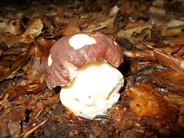 hríb sosnový Boletus pinophilus Pil. et Dermek in Pil.