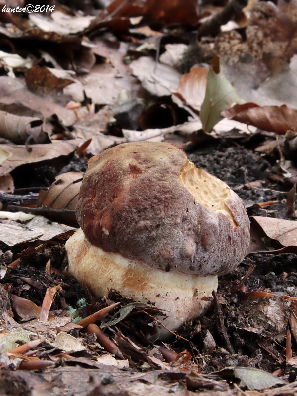 hríb sosnový Boletus pinophilus Pil. et Dermek in Pil.