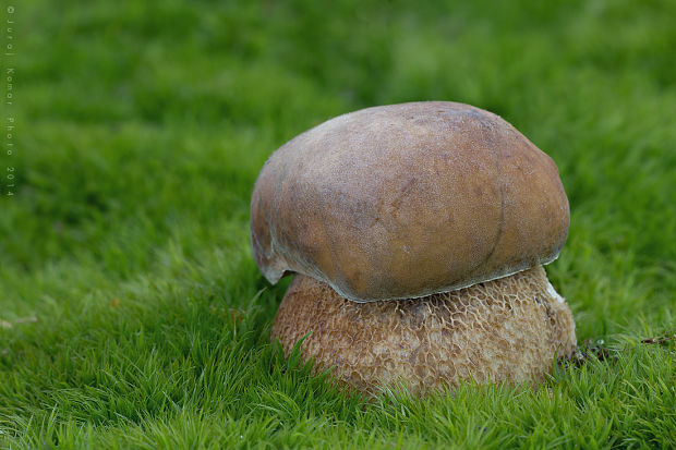 hríb dubový Boletus reticulatus Schaeff.