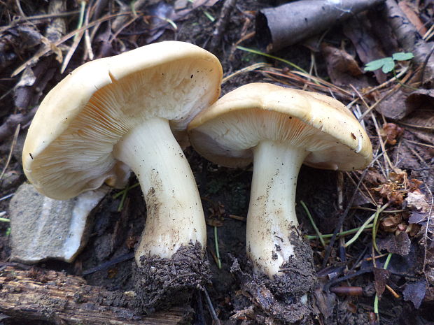 čírovnica májová Calocybe gambosa (Fr.) Donk