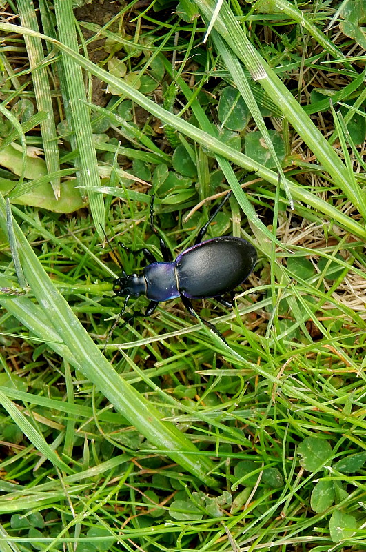 bystruška fialová Carabus violaceus