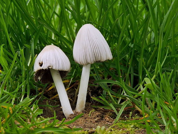 hnojník okrový Coprinellus domesticus (Bolton) Vilgalys, Hopple & Jacq. Johnson