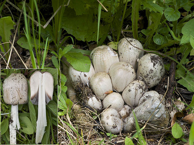 hnojník atramentový Coprinopsis atramentaria (Bull.) Redhead, Vilgalys & Moncalvo