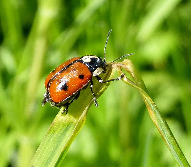 krytohlav Cryptocephalus octopunctatus Scopoli, 1763