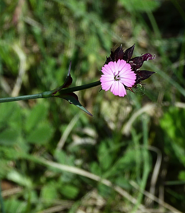 klinček kartuziánsky Dianthus carthusianorum L.