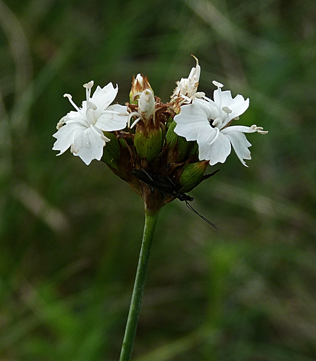 klinček pontederov Dianthus pontederae A. Kern.