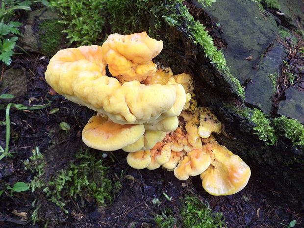 sírovec obyčajný Laetiporus sulphureus (Bull.) Murrill