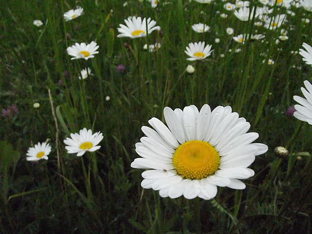 margaréta biela Leucanthemum vulgare Lam.