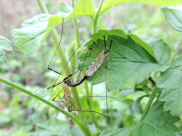 bahniarka / bahnomilka Limonia maculipennis Meigen, 1818