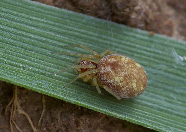 . Nigma flavescens