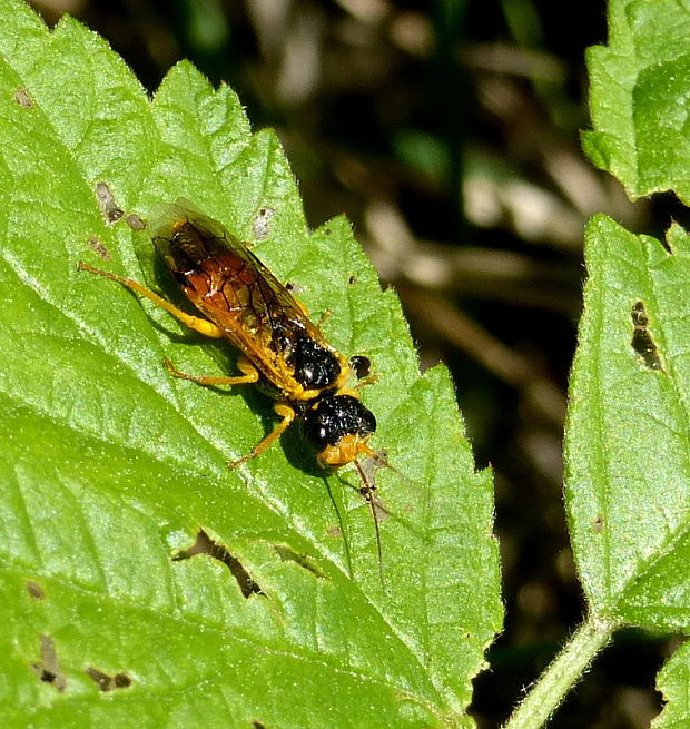 ploskanka Pamphilius inanitus cf.