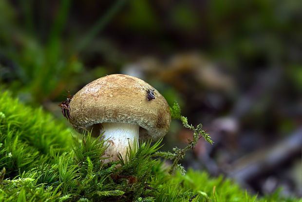 čechračka podvinutá Paxillus involutus (Batsch) Fr.