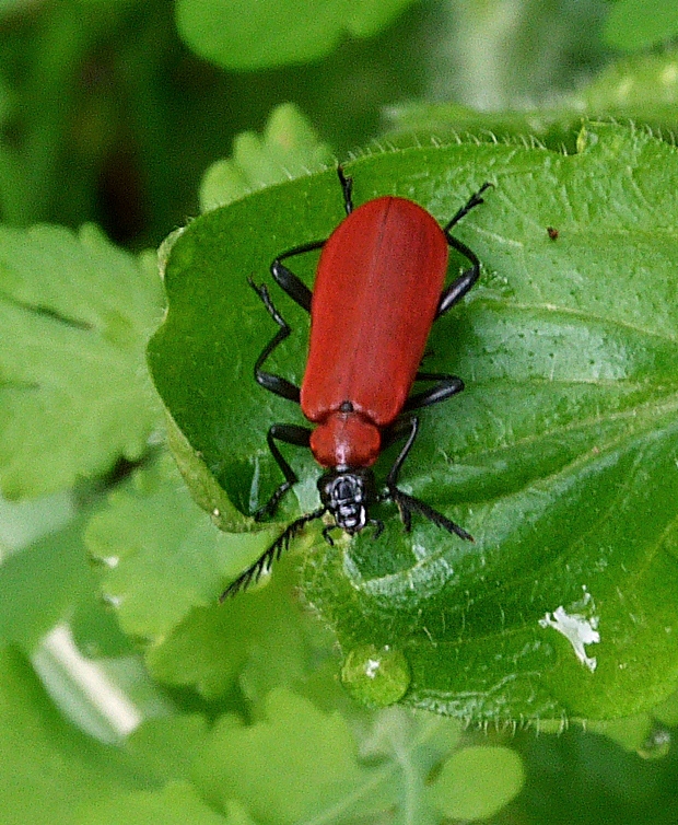 červenáčik Pyrochroa coccinea (Bull.) Maire