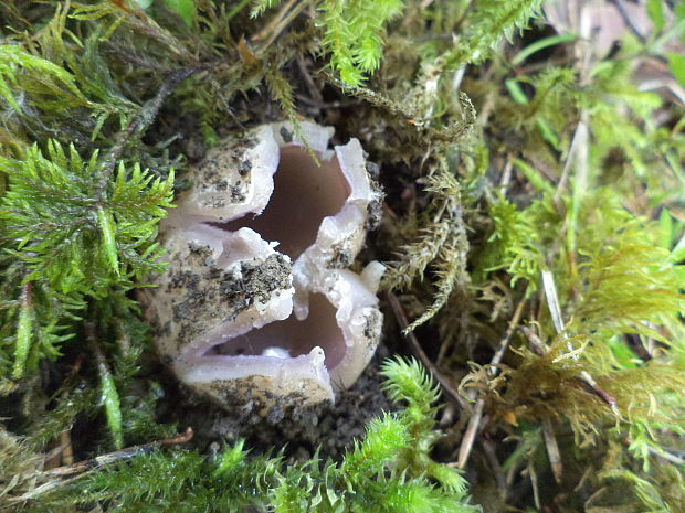 tulipánovka fialová Sarcosphaera coronaria (Jacq.) J. Schröt.