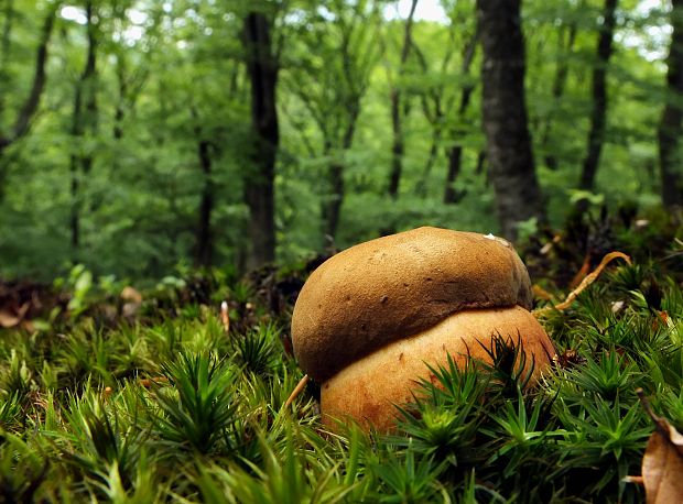 hríb zrnitohlúbikový Sutorius luridiformis (Rostk.) G. Wu & Zhu L. Yang