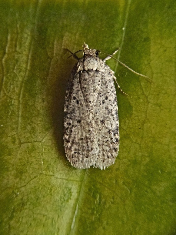 ploskáč trebuľkový Agonopterix curvipunctosa Haworth, 1811