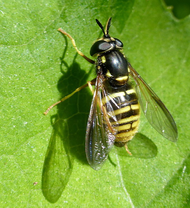 pestrica ♀ Chrysotoxum arcuatum Linnaeus, 1758