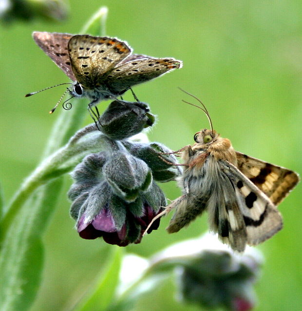 psojazyk uhorský Cynoglossum hungaricum Simonk.