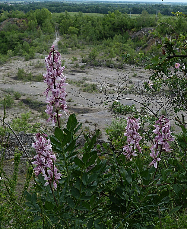 jasenec biely Dictamnus albus L.